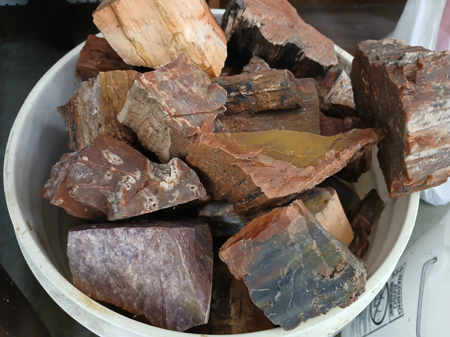 5lb Lots of Arizona Petrified Wood