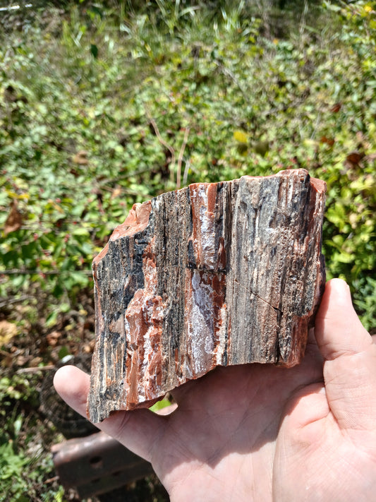 Rainbow Petrified Wood Limb Piece With Minor Drusy Quartz