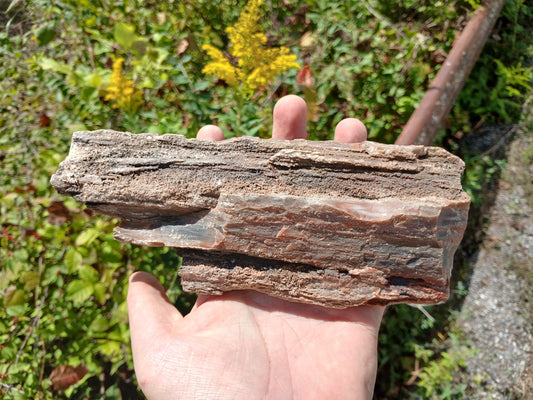 Petrified Wood Limb Piece With Drusy Quartz