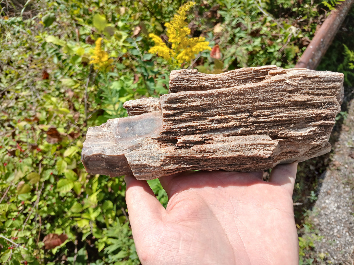 Petrified Wood Limb Piece With Drusy Quartz