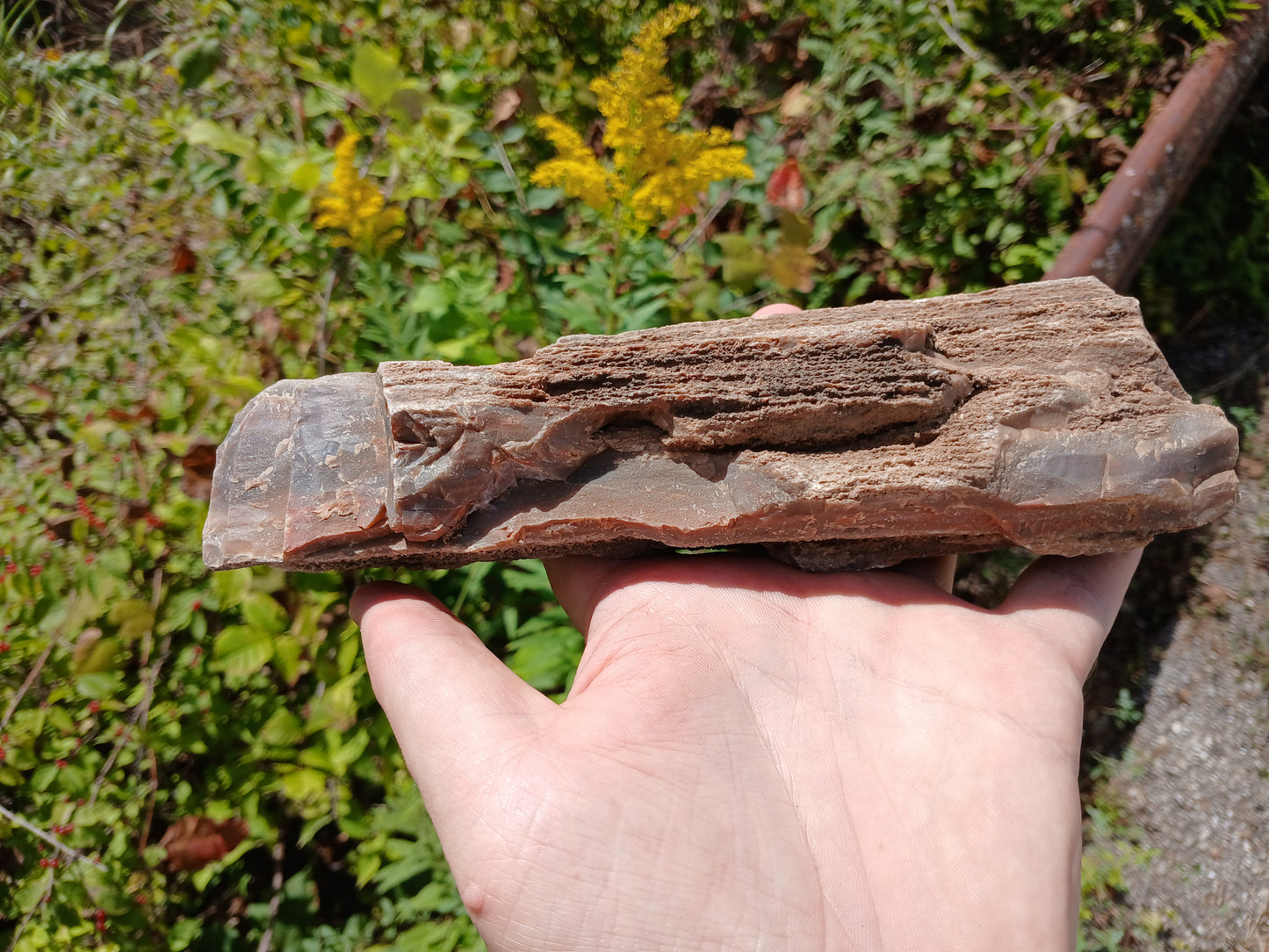 Petrified Wood Limb Piece With Drusy Quartz