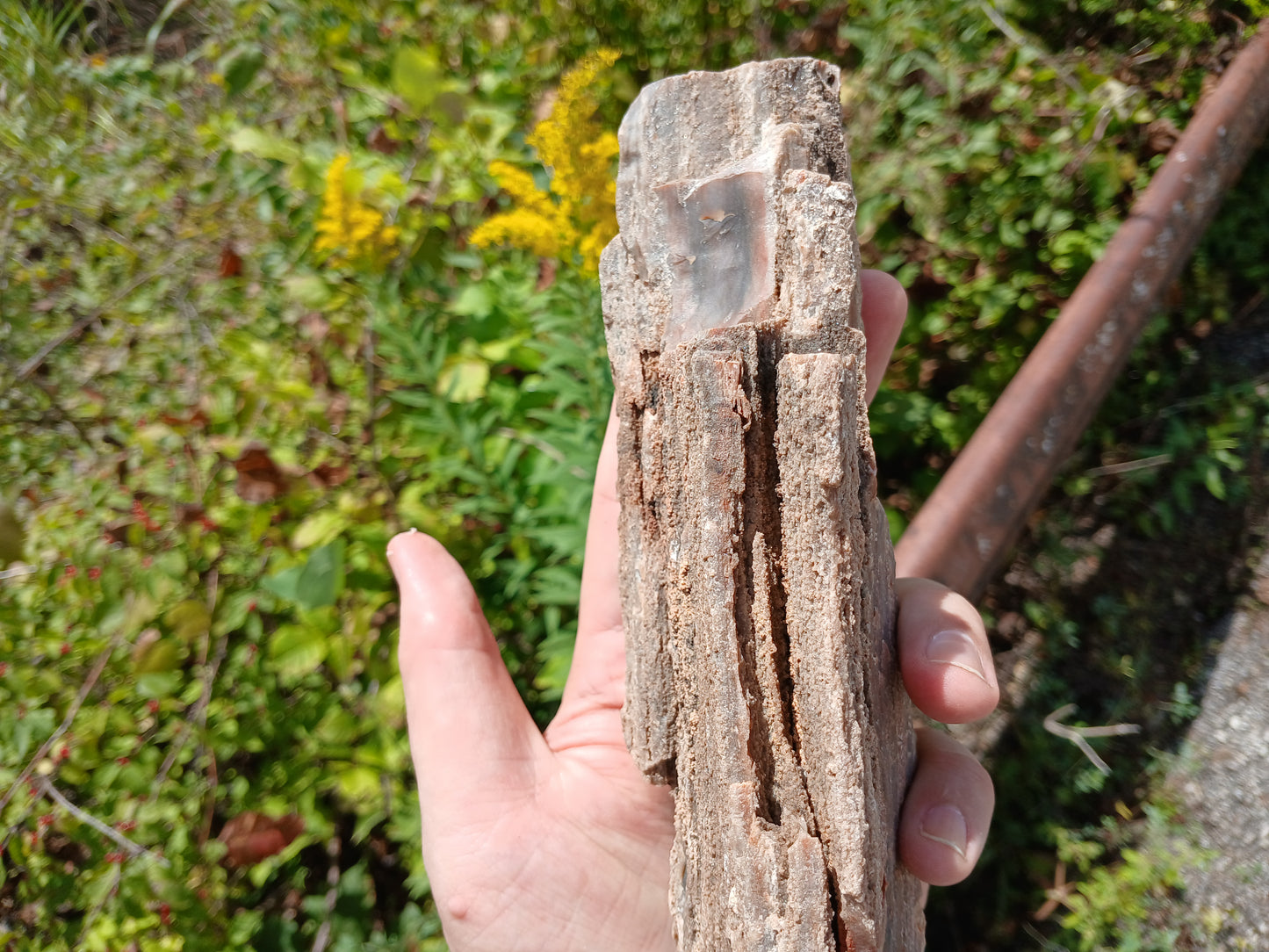 Petrified Wood Limb Piece With Drusy Quartz