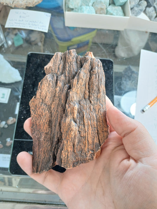 Petrified Wood Bark Piece