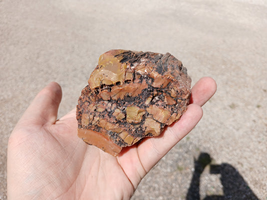 Nazlini Petrified Wood