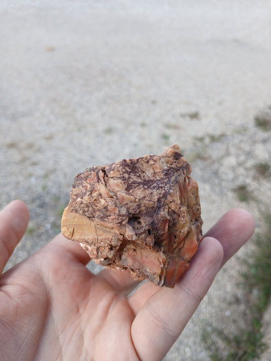 Nazlini Petrified Wood With Lots of Pink!