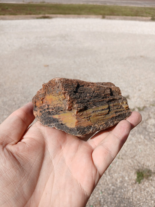 Nazlini Petrified Wood With Lots of Yellow!