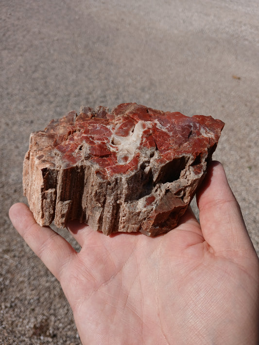 Drusy Quartz Coated Petrified Wood With Awesome Bark!