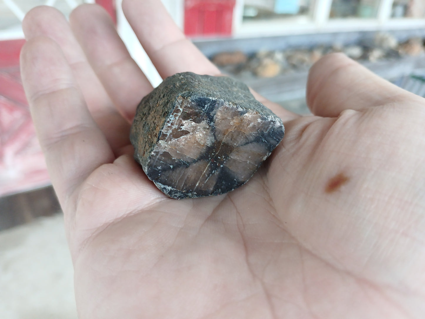 106g Chiastolite (Andalusite) "Cross Stone", Polished One Side