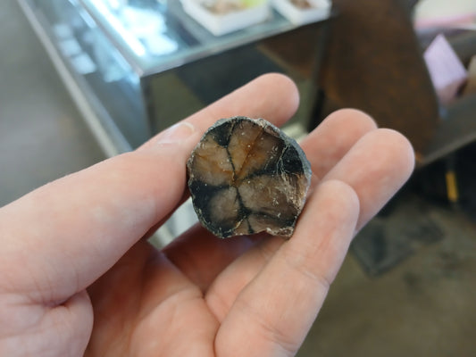 64g Chiastolite (Andalusite) "Cross Stone", Polished One Side