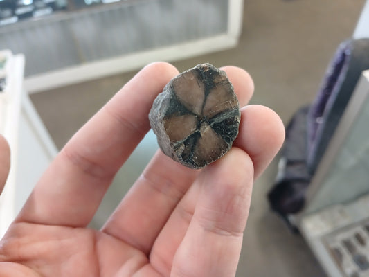 47g Chiastolite (Andalusite) "Cross Stone", Polished One Side