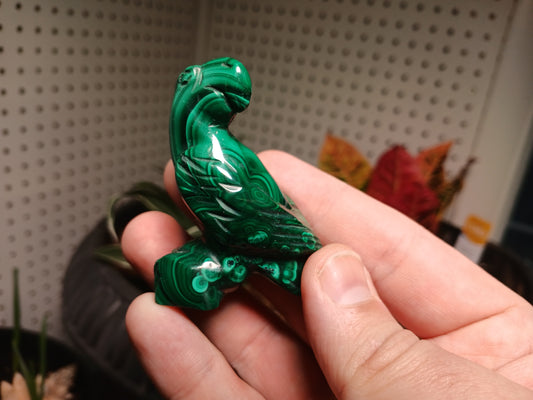 Malachite Bird