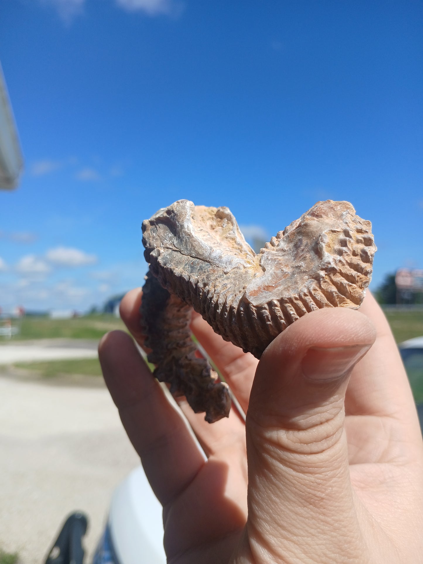 Sus Cretaceous Biting Clam Fossils
