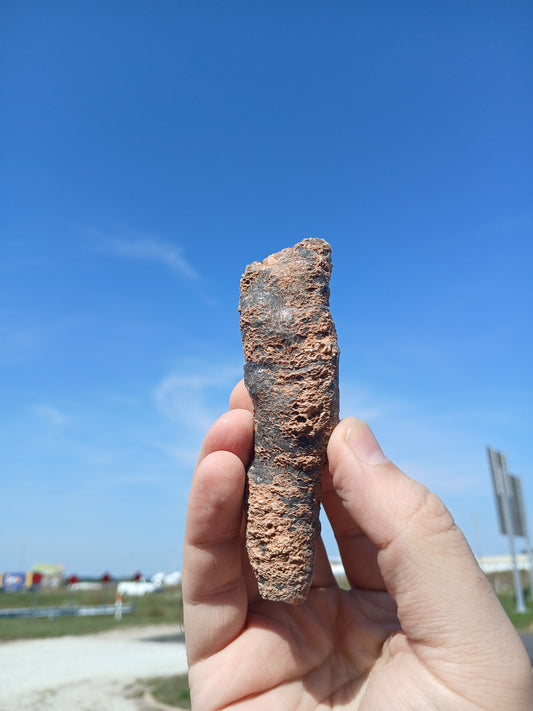 Fossil Horn Coral