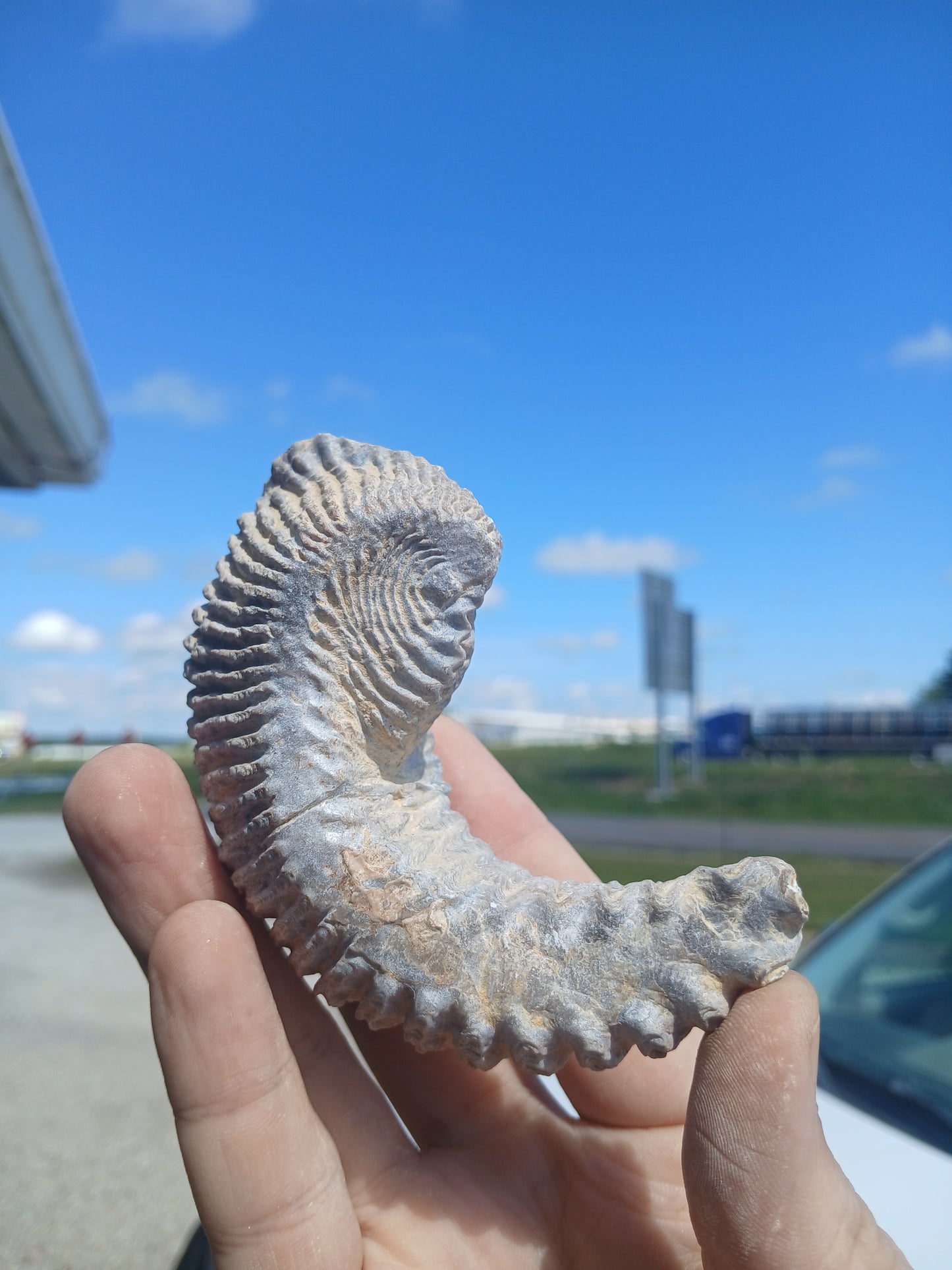 Cretaceous Biting Clam Fossil