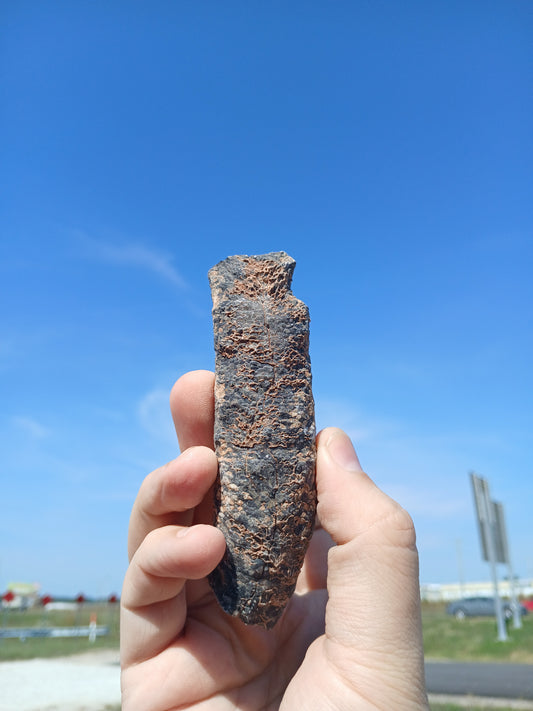 Fossil Horn Coral