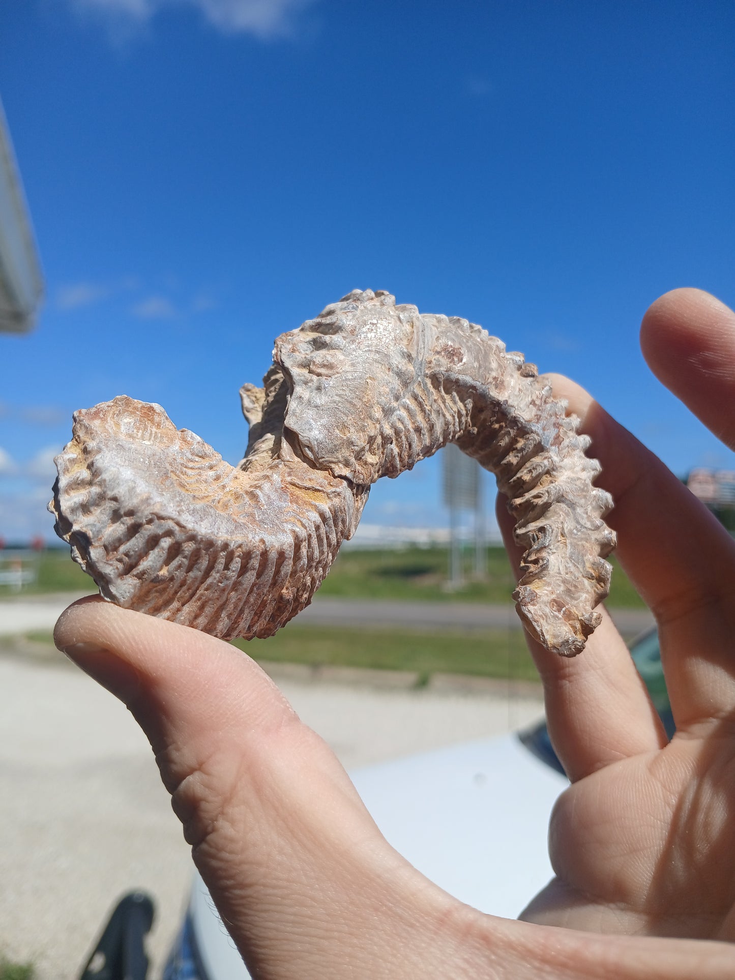 Sus Cretaceous Biting Clam Fossils