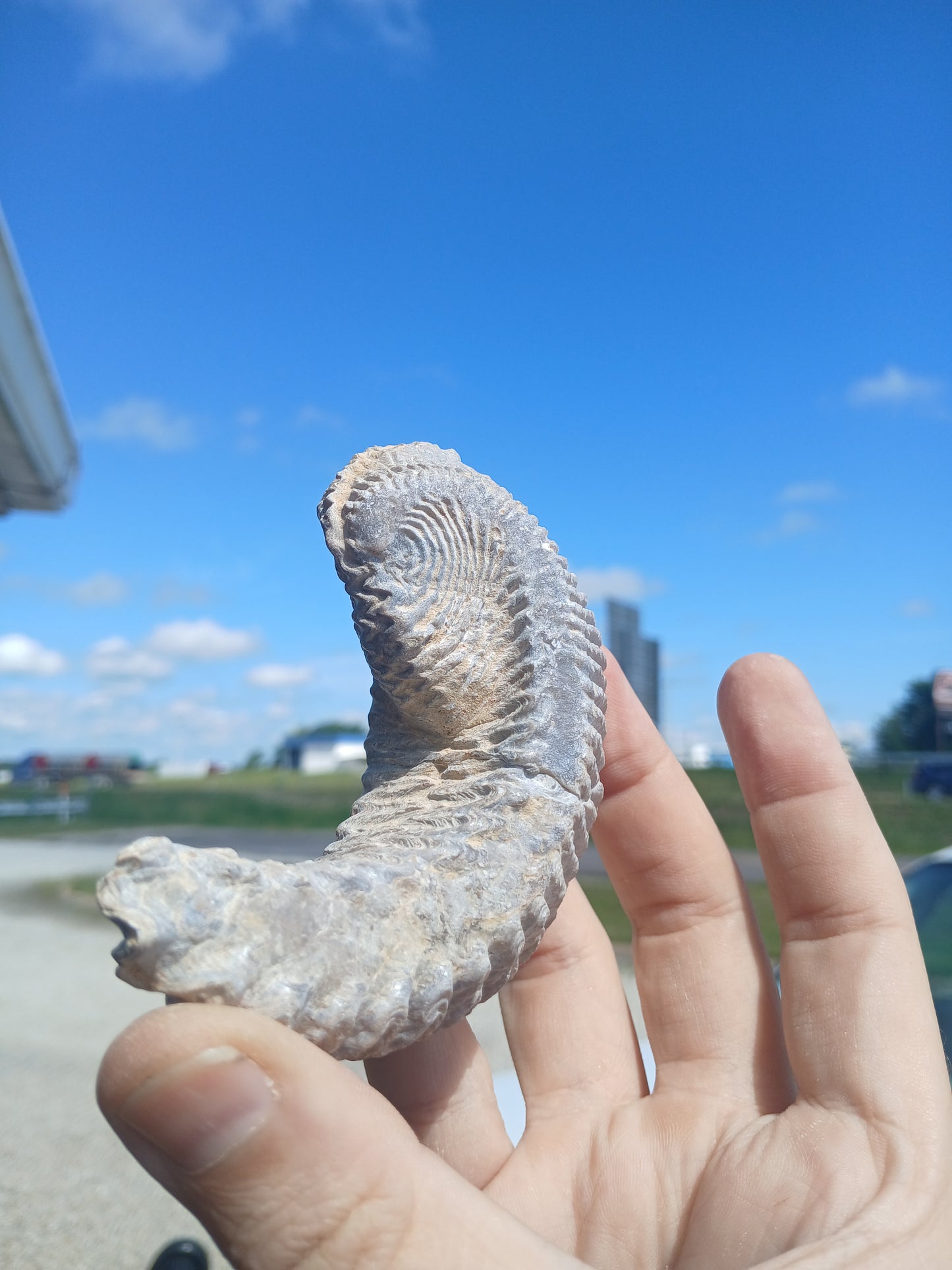 Cretaceous Biting Clam Fossil