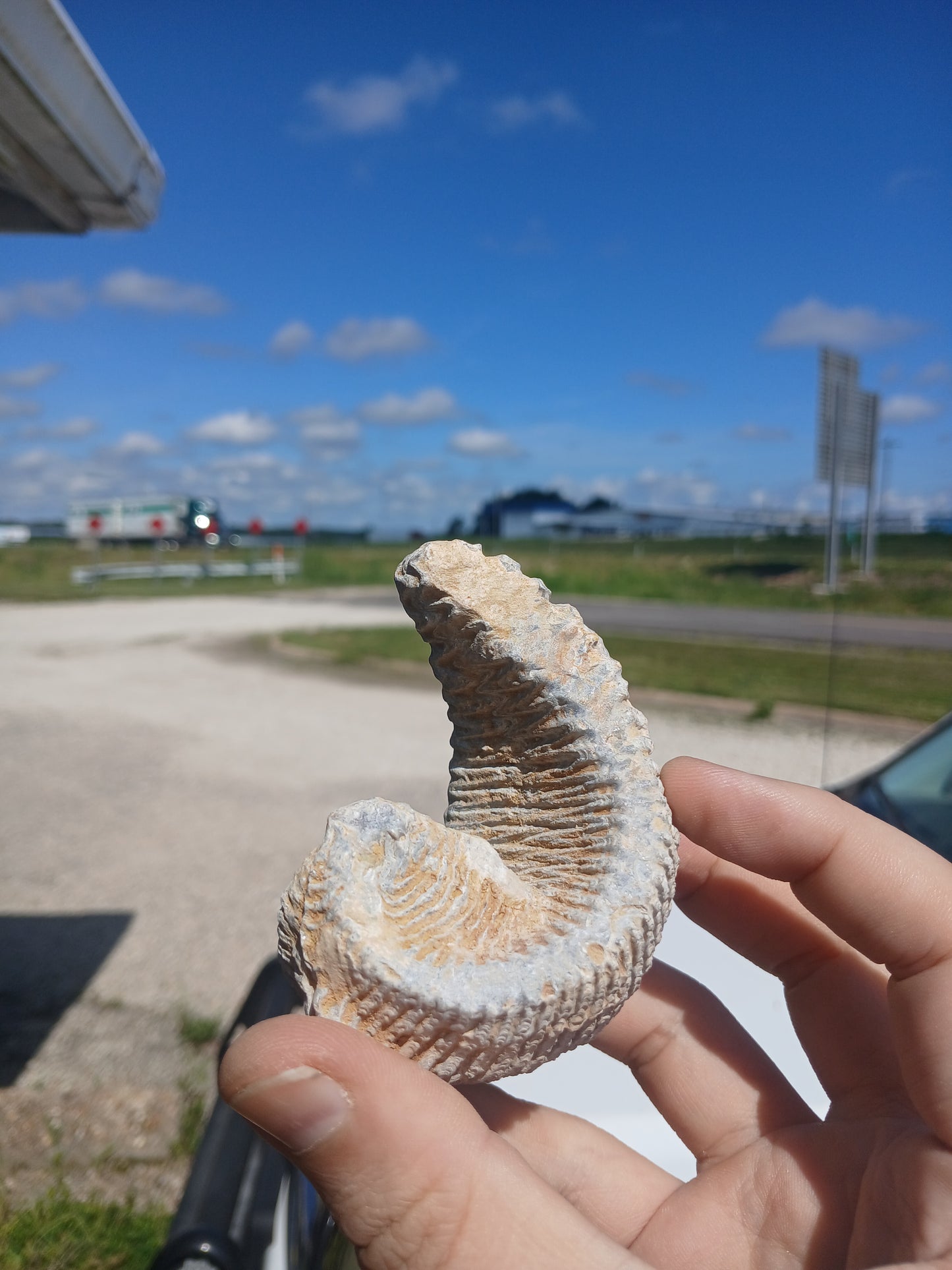 Cretaceous Biting Clam Fossil