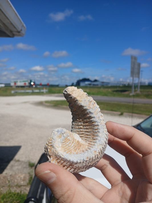 Cretaceous Biting Clam Fossil