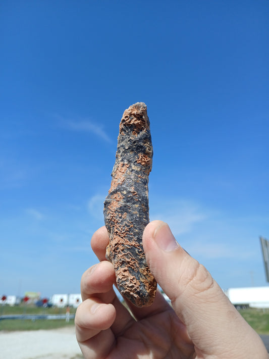 Fossil Horn Coral