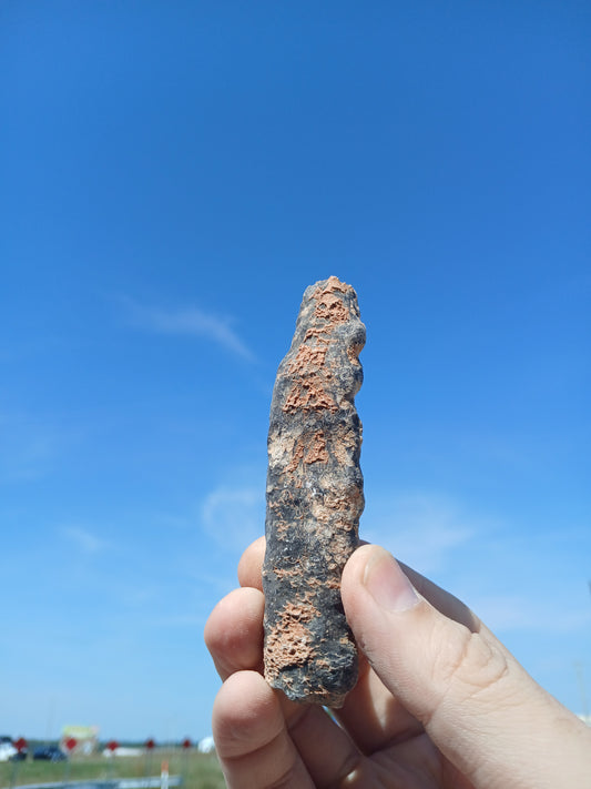 Fossil Horn Coral