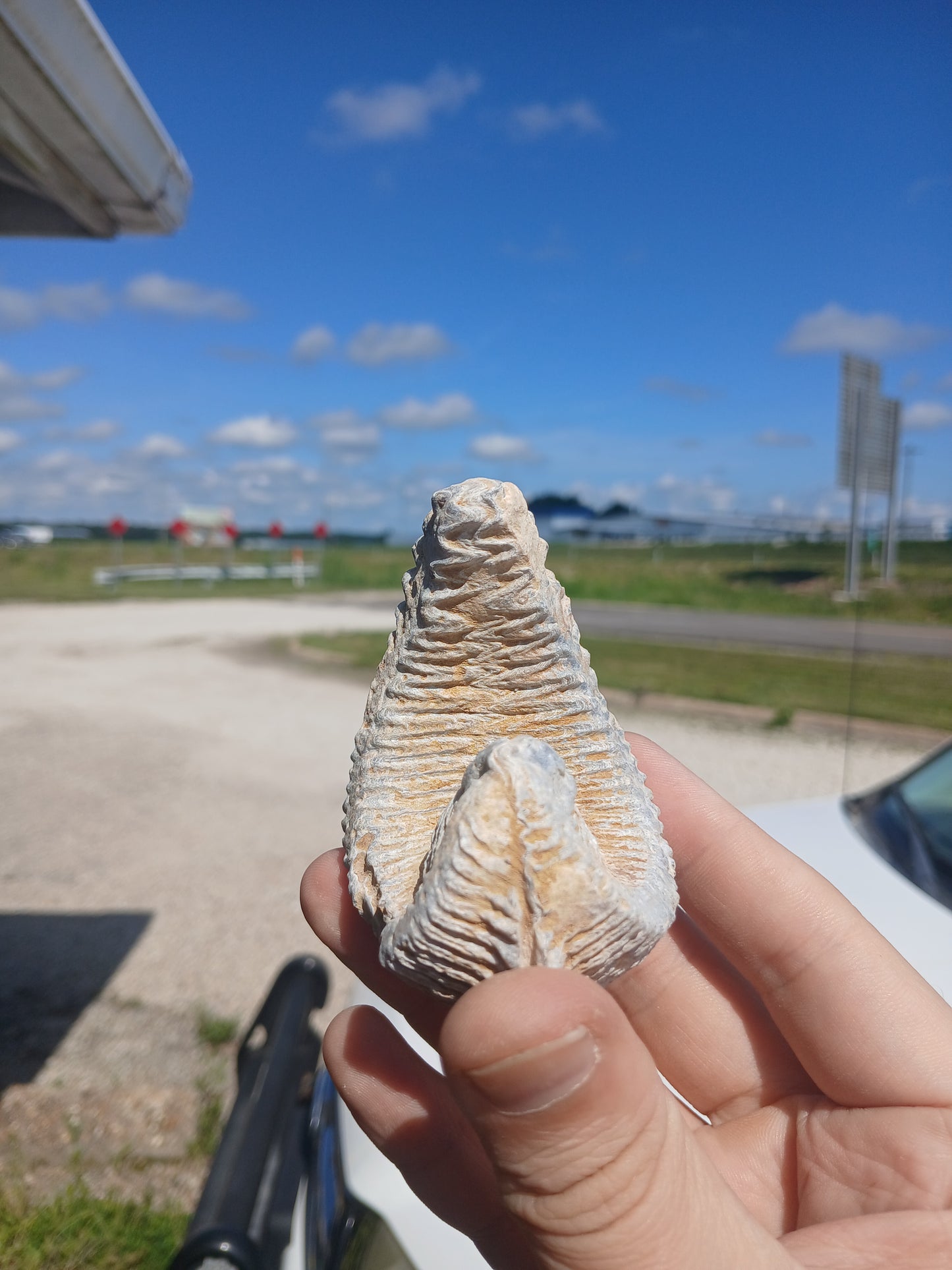 Cretaceous Biting Clam Fossil