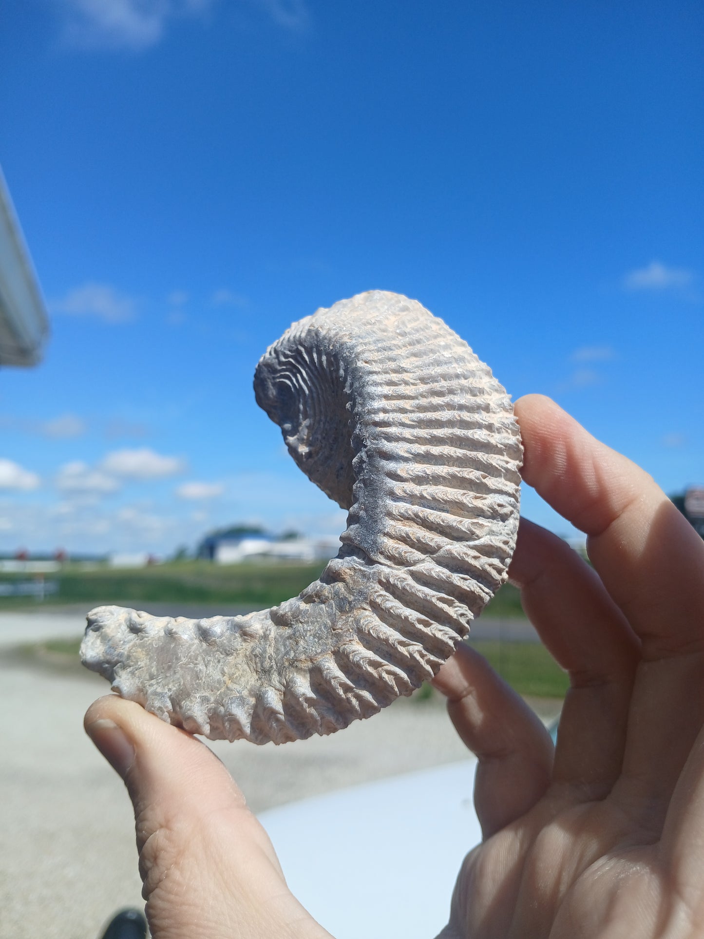 Cretaceous Biting Clam Fossil
