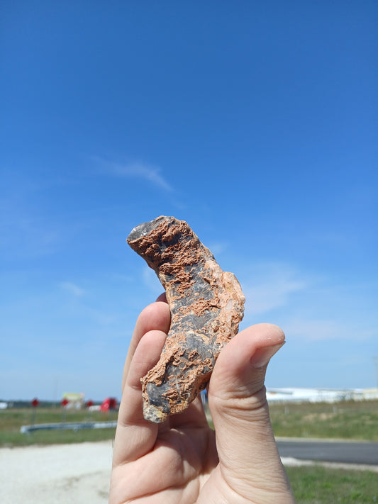 Fossil Horn Coral
