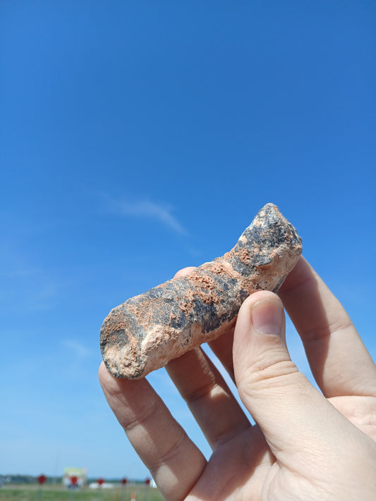 Fossil Horn Coral