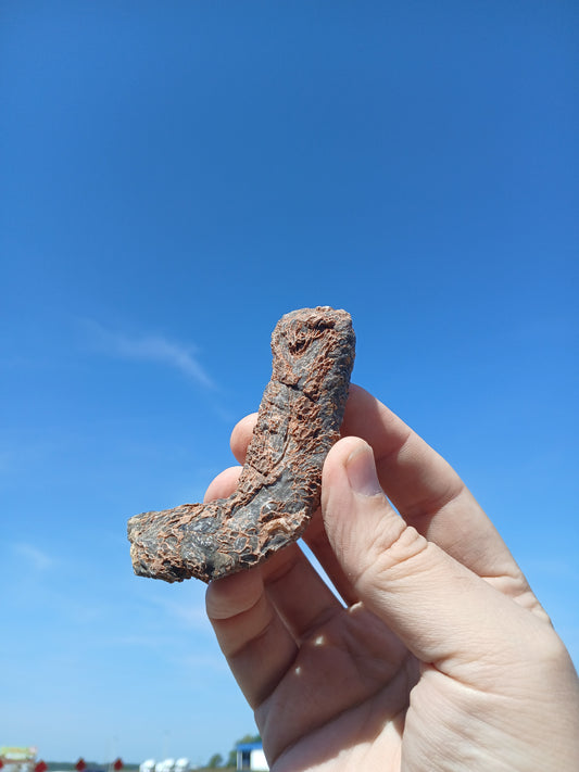 Fossil Horn Coral