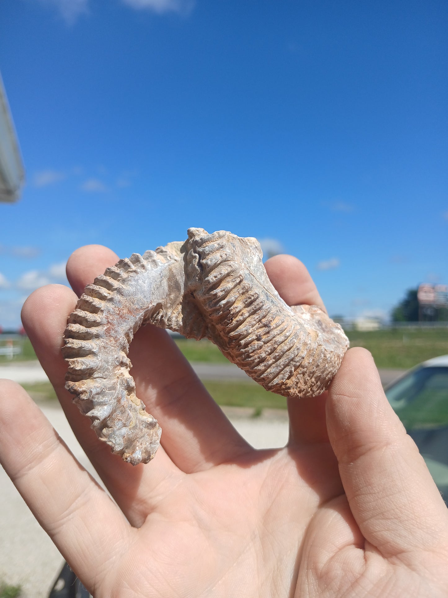 Sus Cretaceous Biting Clam Fossils