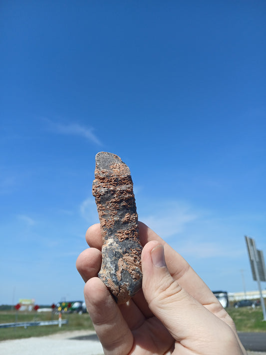 Fossil Horn Coral