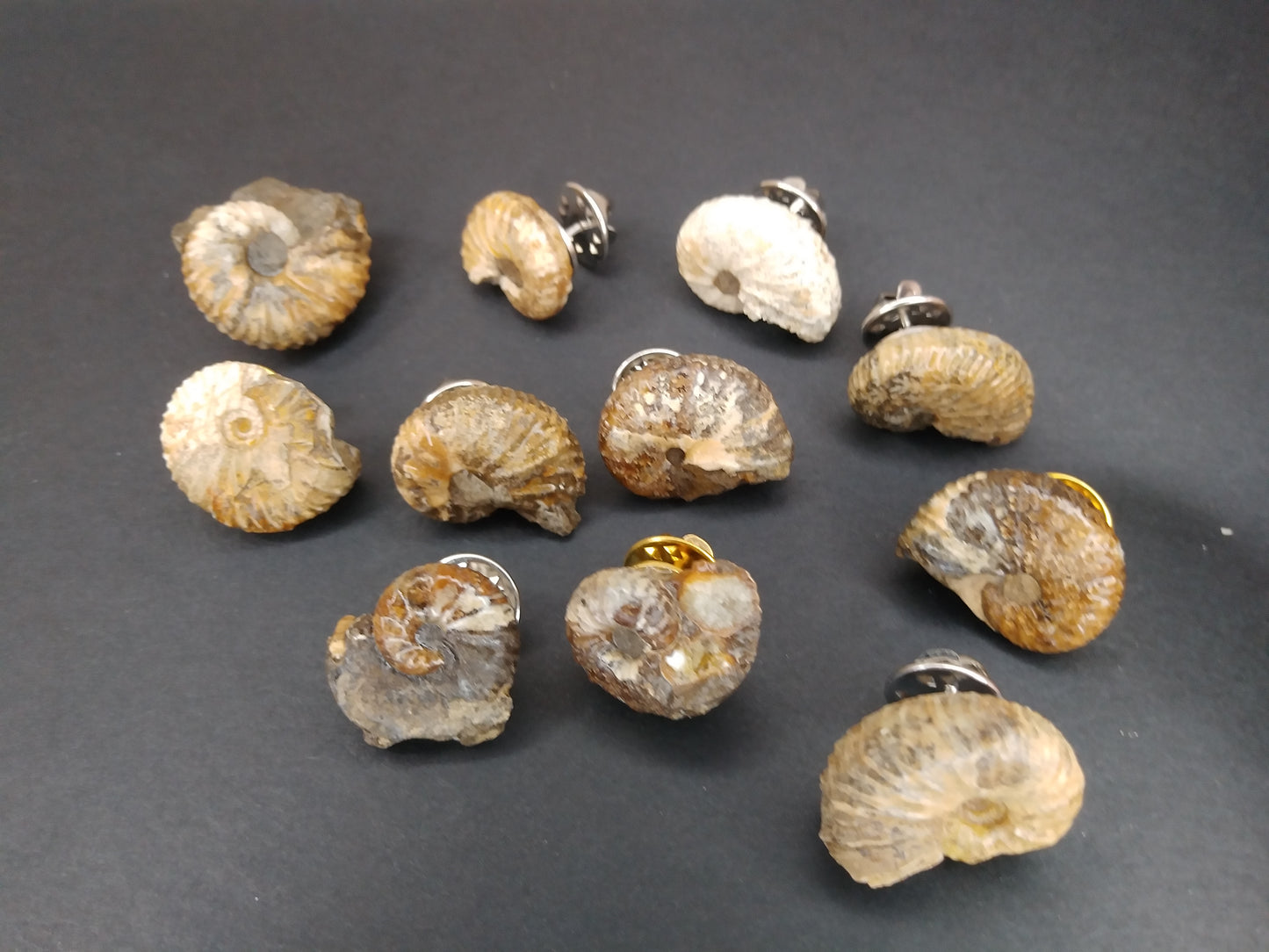 Simple Ammonite Tie Tacks (or Hat Pins)