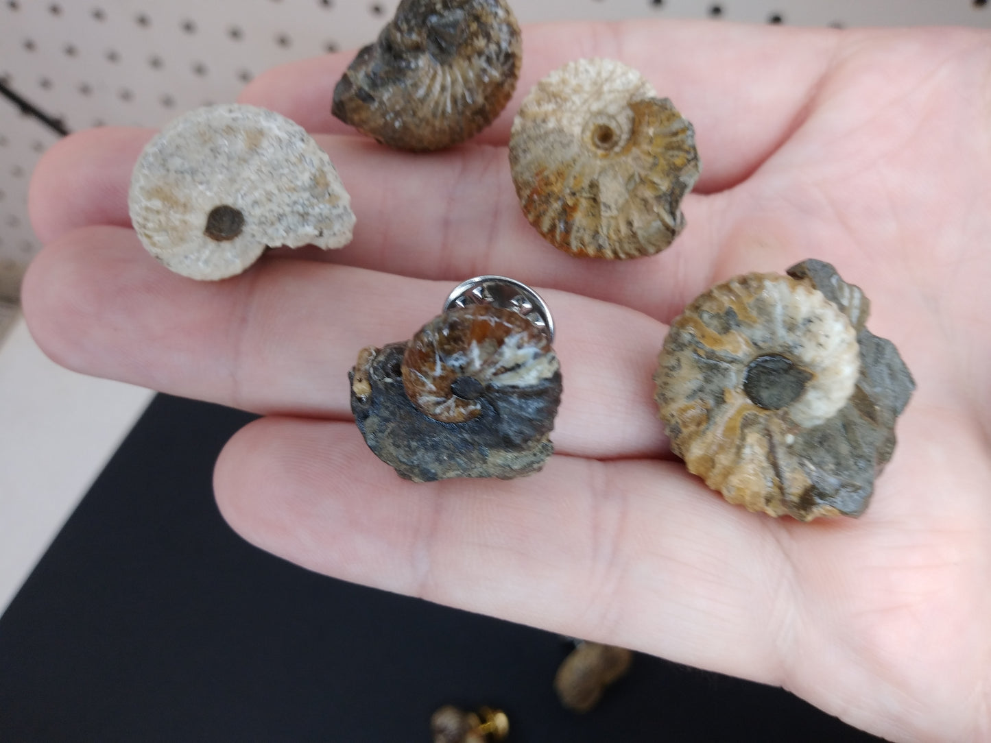 Simple Ammonite Tie Tacks (or Hat Pins)