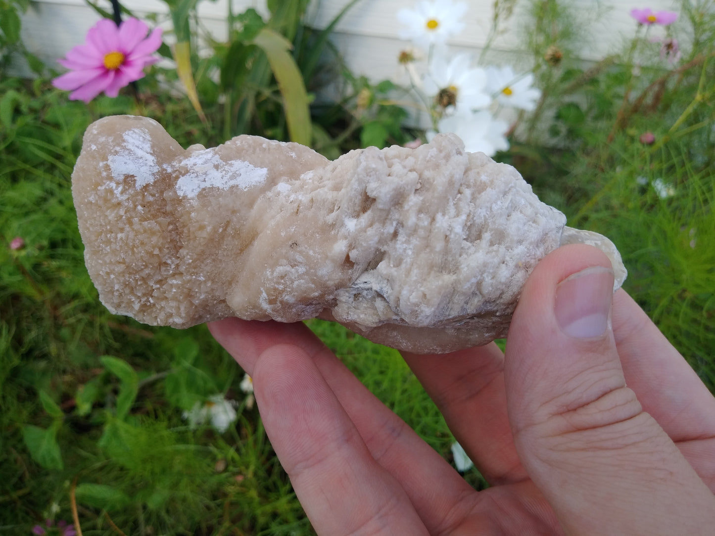 Calcite Replaced Coral Fossil