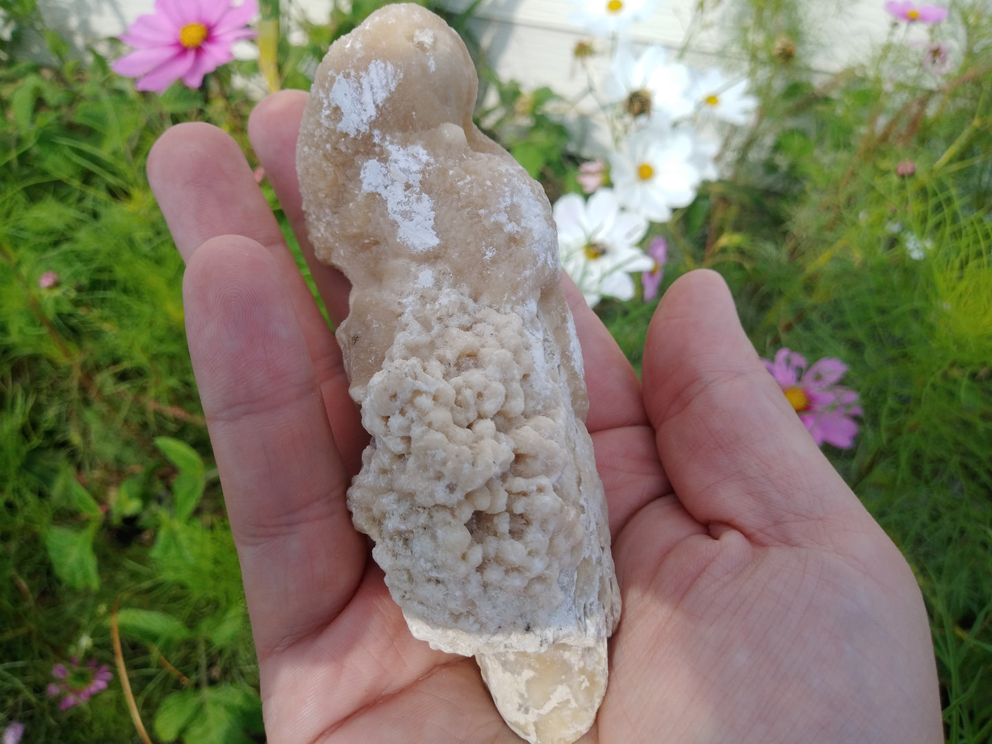 Calcite Replaced Coral Fossil