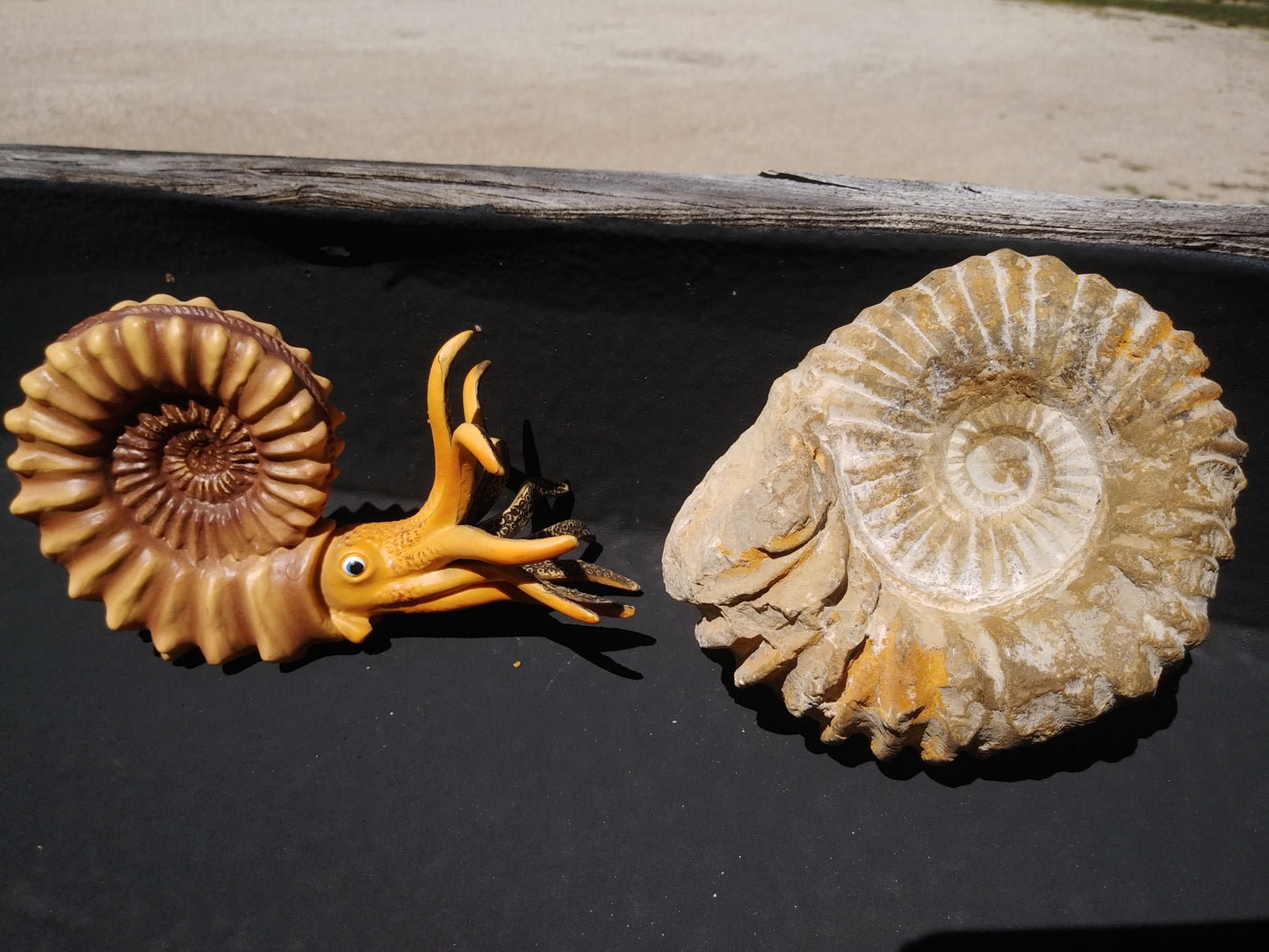 Ammonite Fossil From Madagascar