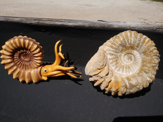 Ammonite Fossil From Madagascar