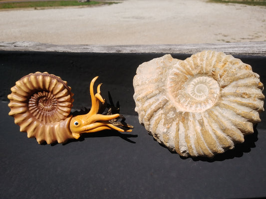 Ammonite Fossil From Madagascar