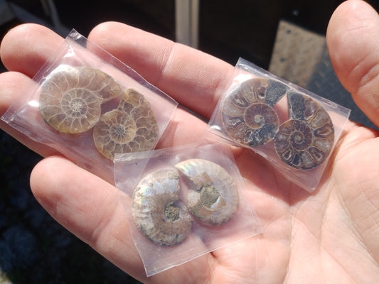 Cut and Polished Ammonite Halves - Mini